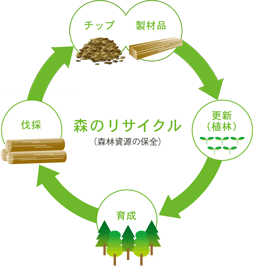 森のリサイクル（森林資源の保全） 更新（植林）→育成→伐採→チップ 製材品→ 