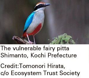 he vulnerable fairy pitta (Pitta nympha) Shimanto, Kochi Prefecture