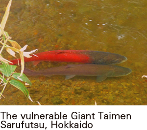 The Mysterious Giant Taimen of Sarufutsu, Hokkaido