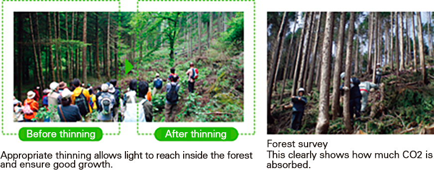 Appropriate thinning allows light to reach inside the forest and ensure good growth. Before thinning After thinning Forest survey This clearly shows how much CO2 is absorbed.