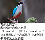高知县四万十，濒危物种的“仙八色鸫”