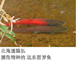 北海道猿佛“梦幻巨型鱼远东哲罗鱼”